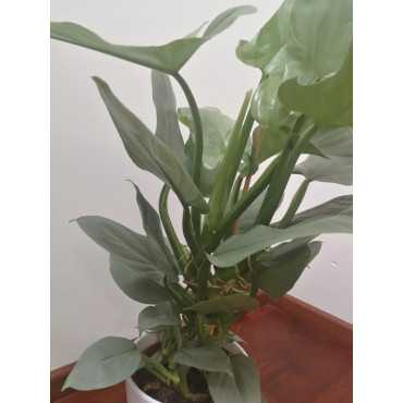 Filodendron 'Silver Queen' | Mały