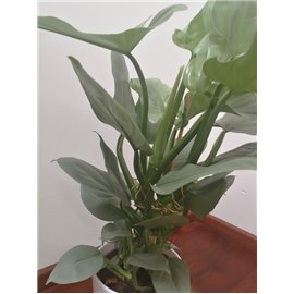 Filodendron 'Silver Queen' | Mały