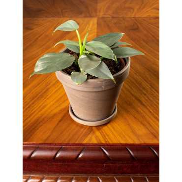 Filodendron 'Silver Queen' | Mały