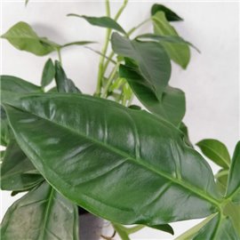 Syngonium Auritum