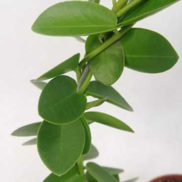 Hoja cummingiana