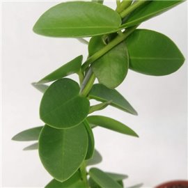 Hoja cummingiana