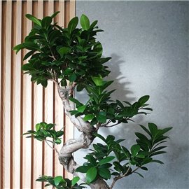 Bonsai Ficus Moyogi