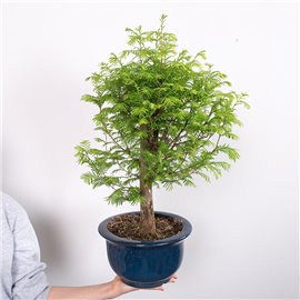 Bonsai Metasekwoja