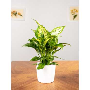 Difenbachia 'Compacta' | Mała