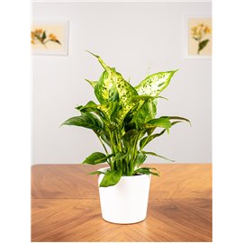 Difenbachia 'Compacta' | Mała