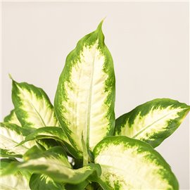 Difenbachia 'Camilla'