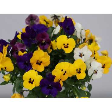 Bratek drobnokwiatowy MIX