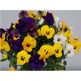 Bratek drobnokwiatowy MIX