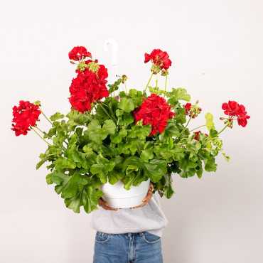 Pelargonia rabatowa | Wisząca