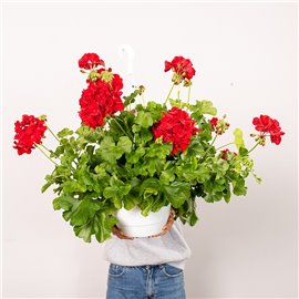 Pelargonia rabatowa | Wisząca
