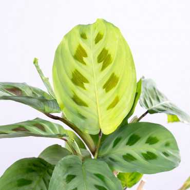 Maranta kerchoveana