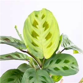 Maranta kerchoveana