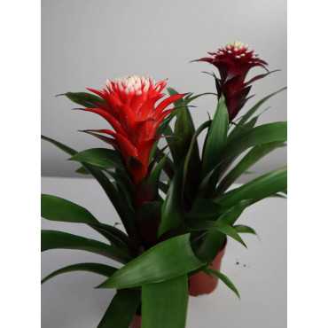 Guzmania 'Francesca'