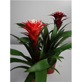 Guzmania 'Francesca'