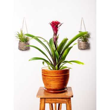 Guzmania 'Francesca'