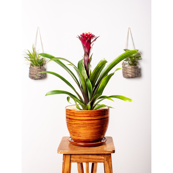 Guzmania 'Francesca'