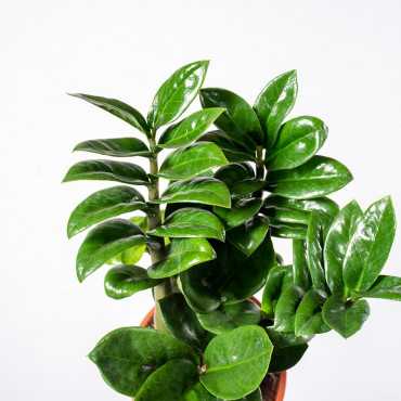 Zamiokulkas 'Zenzi' Zamiokulkas 'Zenzi'