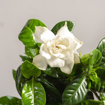 Gardenia jaśminowata | Mała