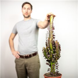 Euphorbia 'Rubra'
