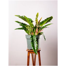 Filodendron 'Narrow Escape' | Duży