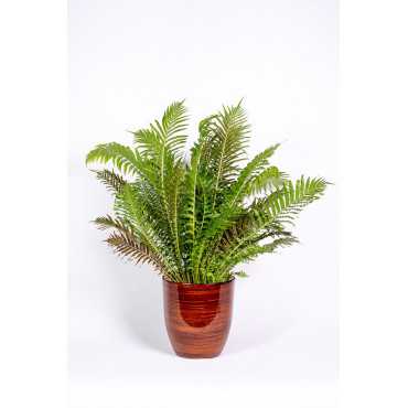 Paproć 'Silver Lady'