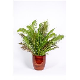 Paproć 'Silver Lady'