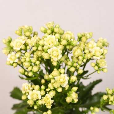 Kalanchoe ‘Sunny White'