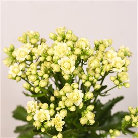 Kalanchoe ‘Sunny White'