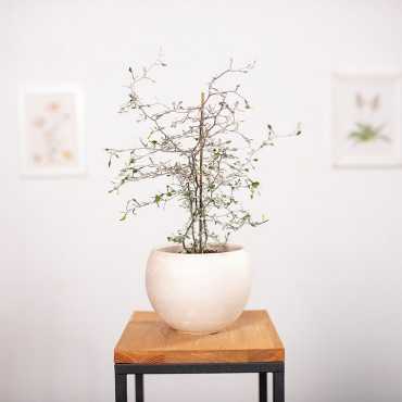 Corokia zygzakowata