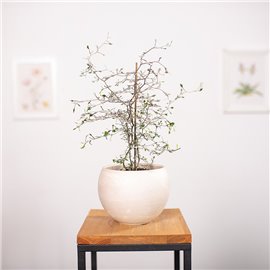 Corokia zygzakowata