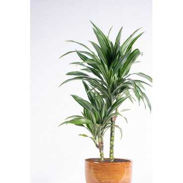 Dracena 'Ulises'