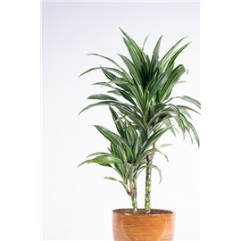 Dracena 'Ulises'