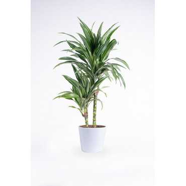 Dracena 'Ulises'