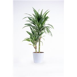 Dracena 'Ulises'
