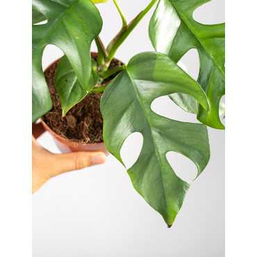 Filodendron 'Red Beauty'