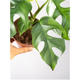 Filodendron 'Red Beauty'