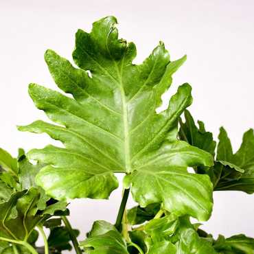 Filodendron selloum | Duży