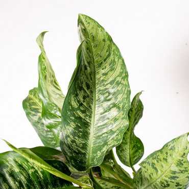 Difenbachia 'Memoria Corsii'