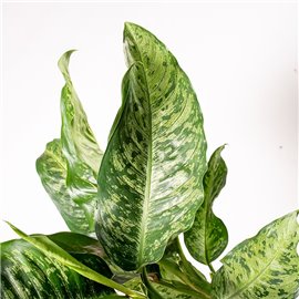 Difenbachia 'Memoria Corsii'