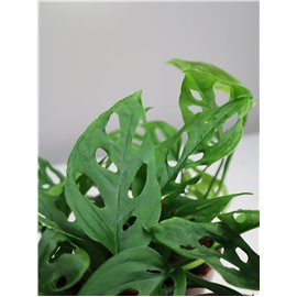 Monstera 'Narrow'