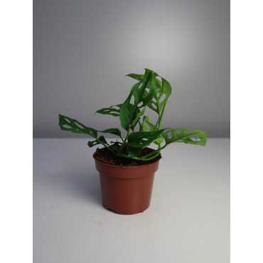 Monstera 'Narrow'