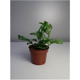 Monstera 'Narrow'