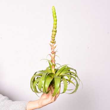 Tillandsia 'Samantha'