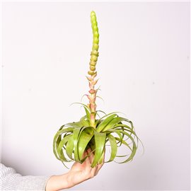 Tillandsia 'Samantha'