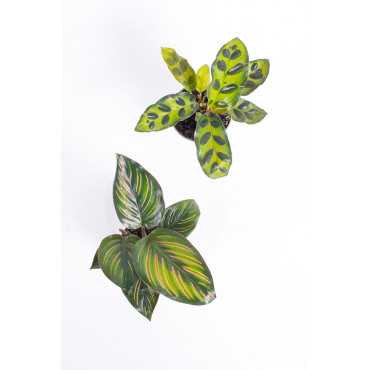 Trio Kalatea - Bezpieczne dla zwierząt