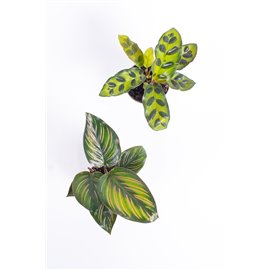 Trio Kalatea - Bezpieczne dla zwierząt