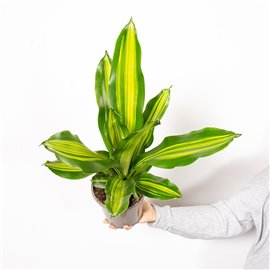 Dracena 'Burley'