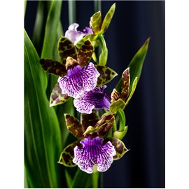 Storczyk Zygopetalum