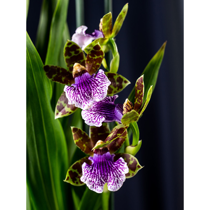Storczyk Zygopetalum